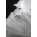 Coquille IV
