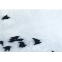 04015 Flight Zoom
