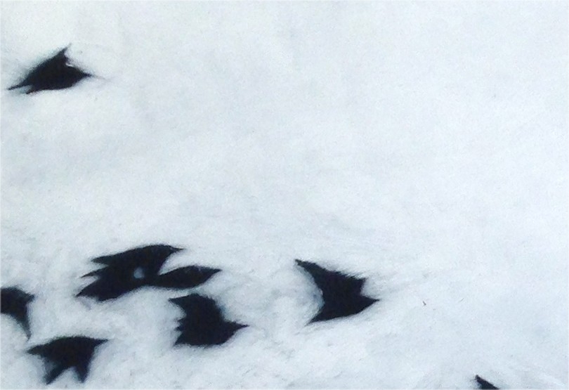 04015 Flight Zoom