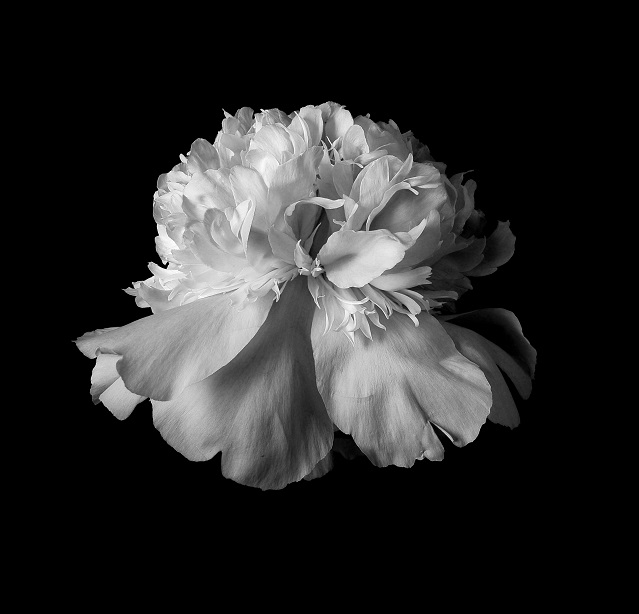 Miss Peony