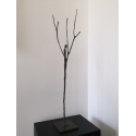 L'homme arbre