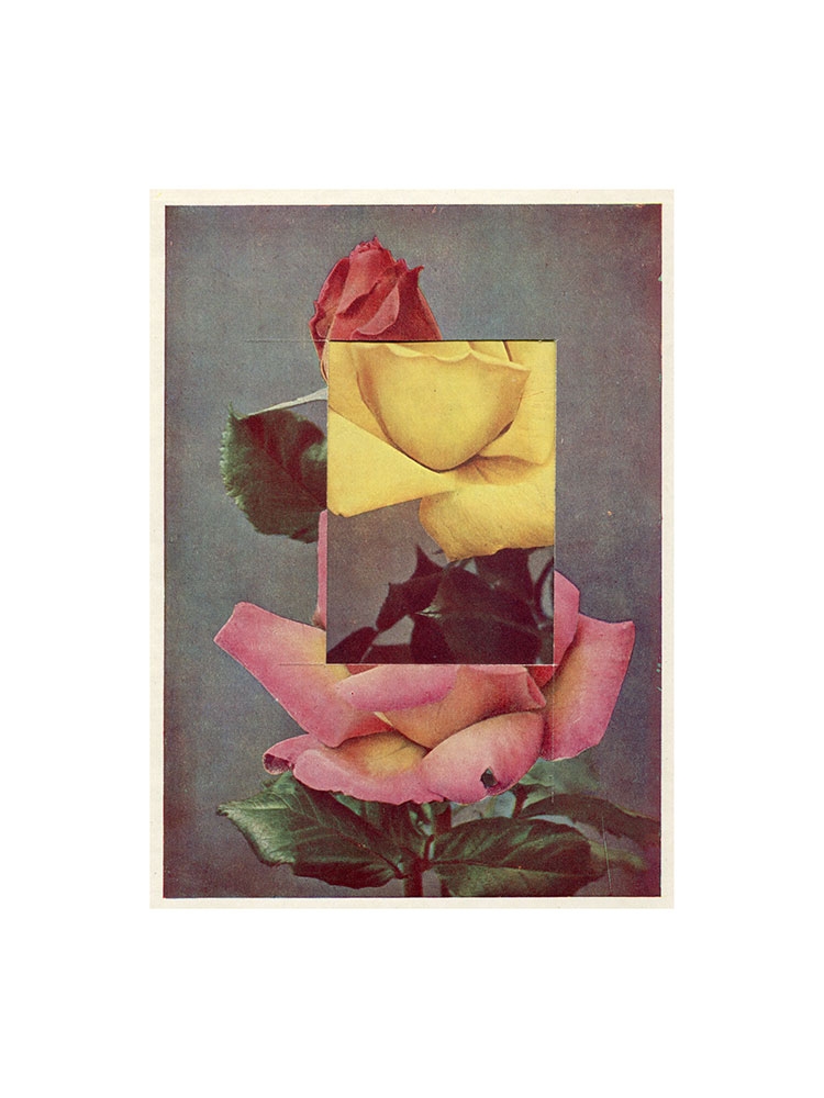 Silk Rose