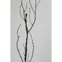 L'Homme Arbre VI