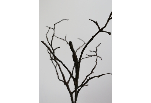 L'Homme Arbre IV