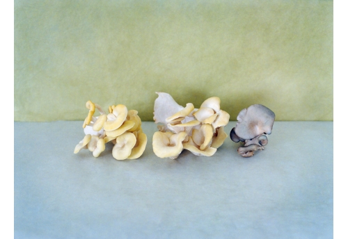 EDLS - Champignons