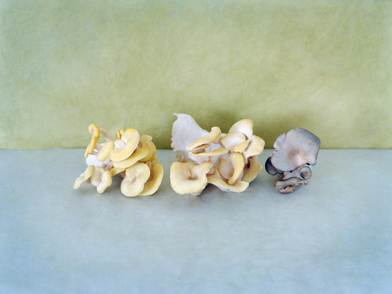 EDLS - Champignons