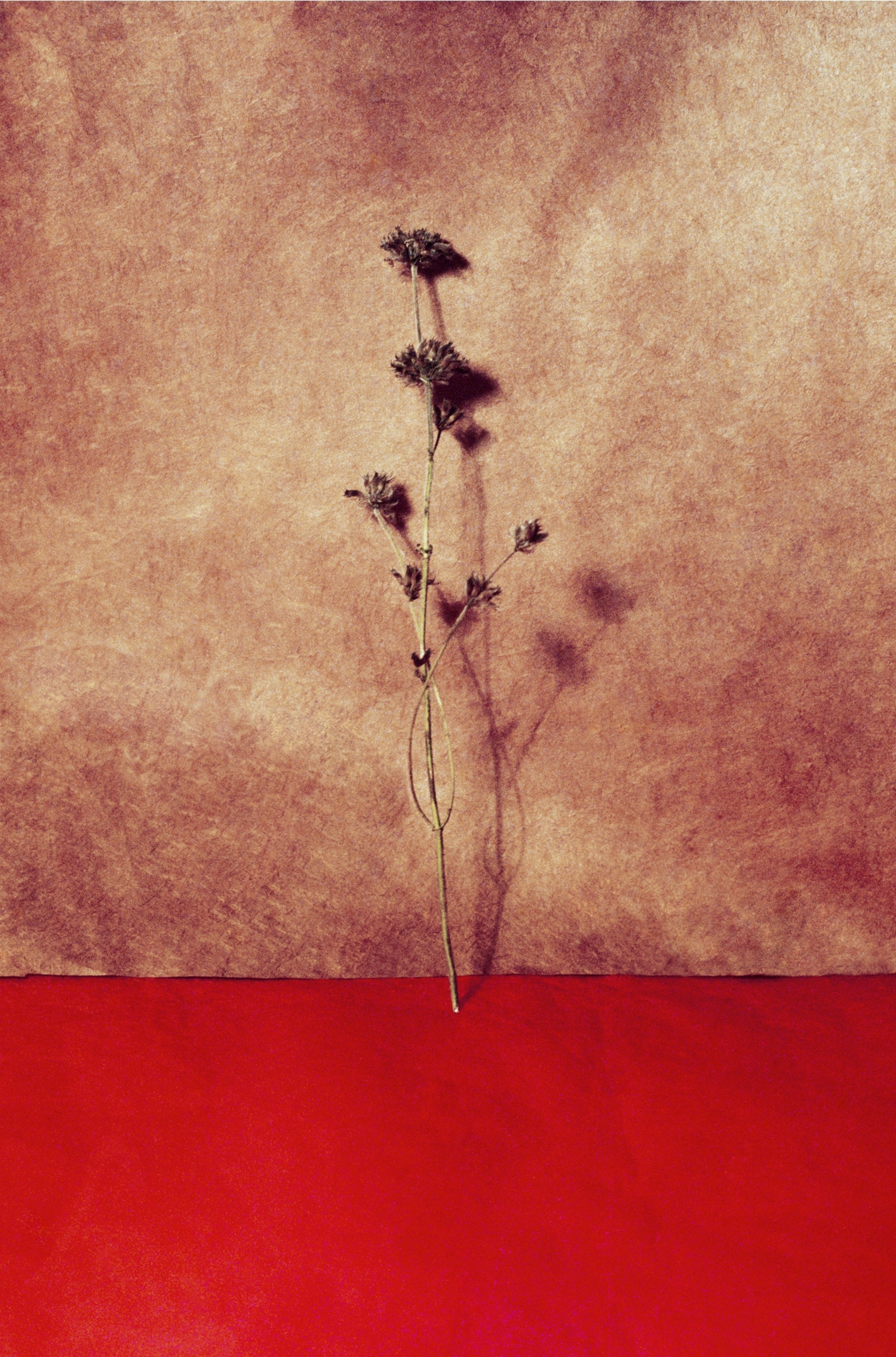 horizons 12