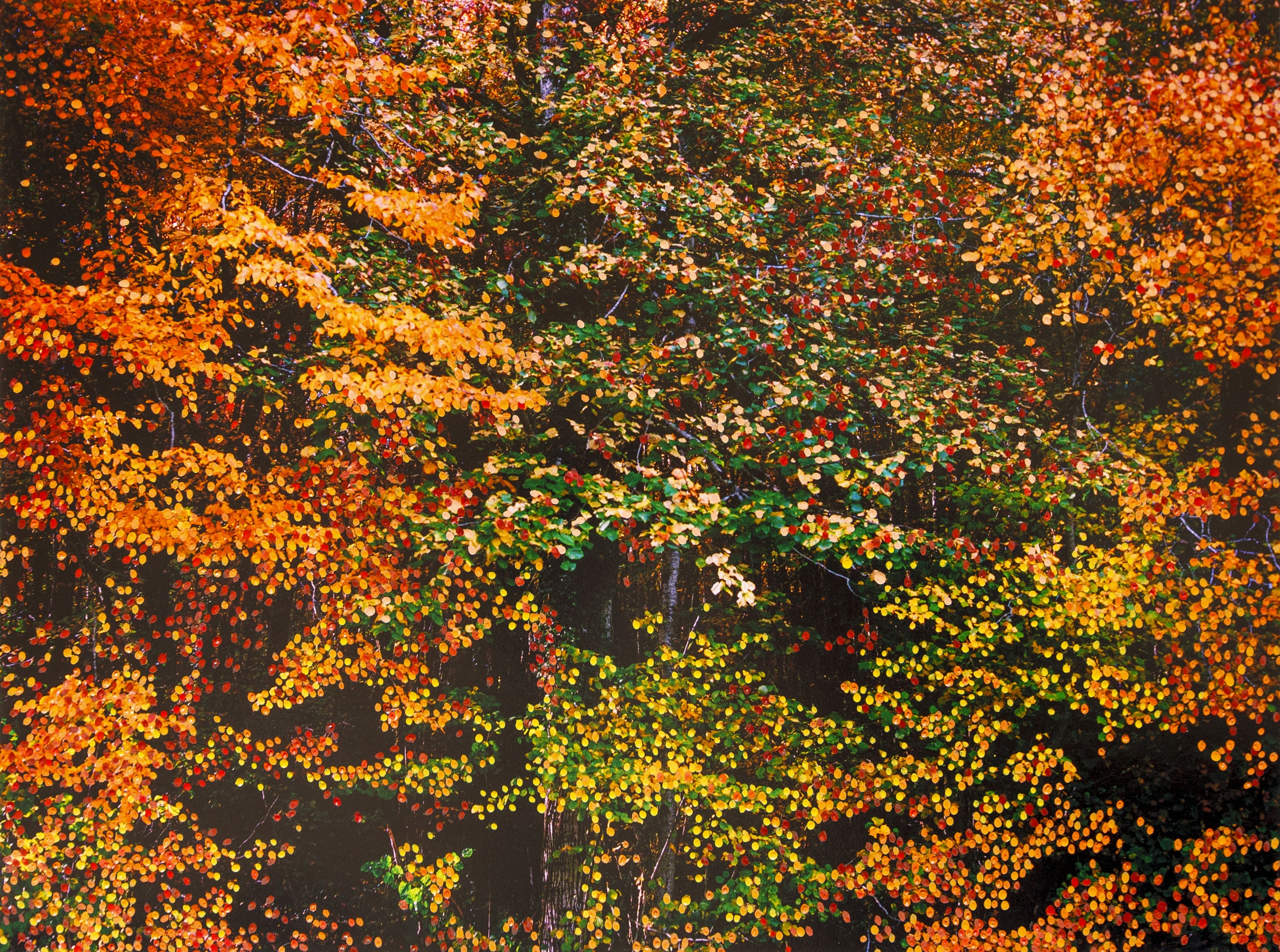Forêt d'Automne Orange VI