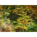 Forêt d'Automne Rose I 