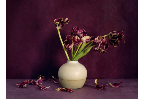 Bouquet, Tulipes Pourpres