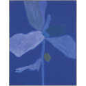Bloom 03