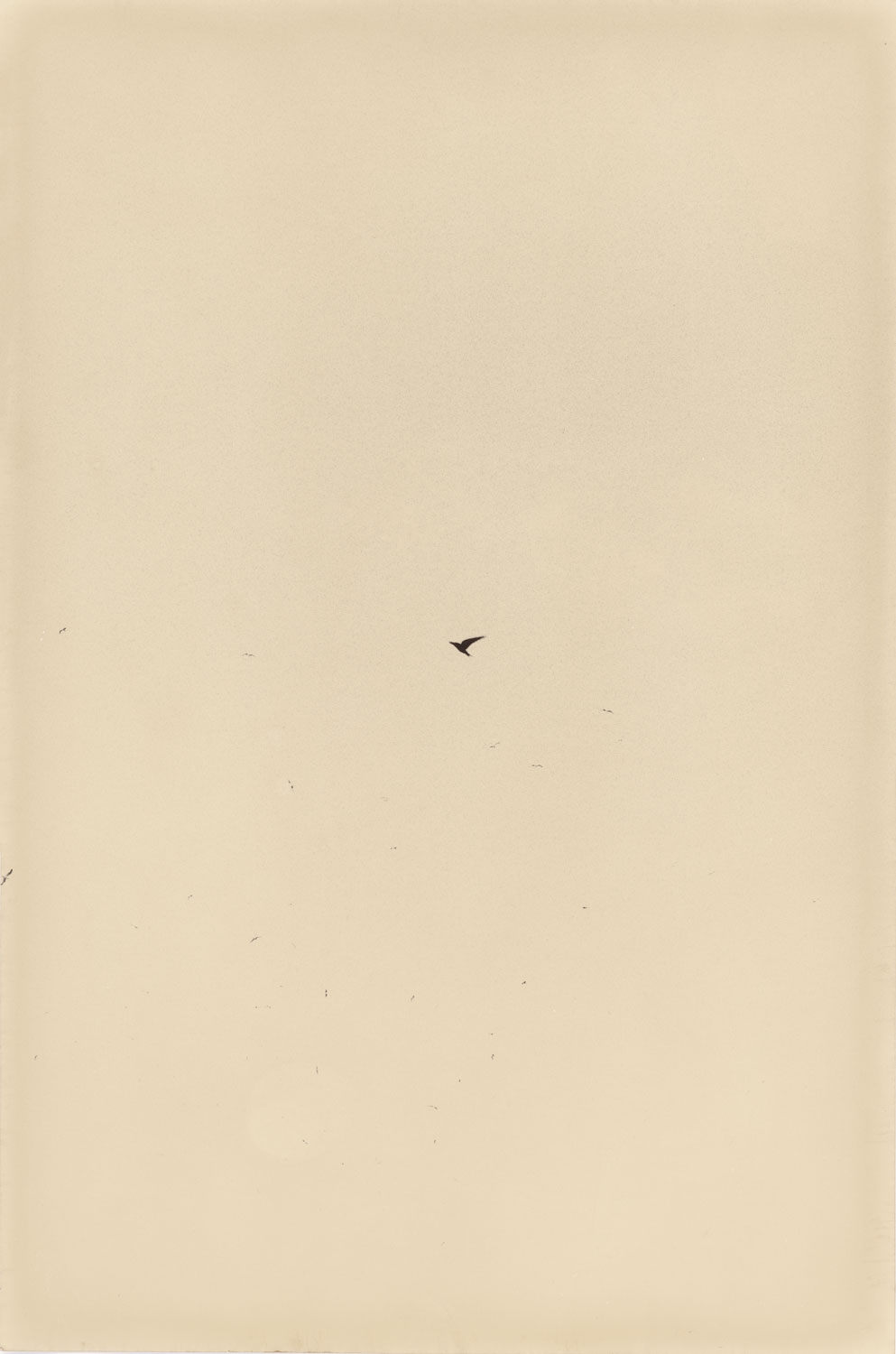 L'hirondelle