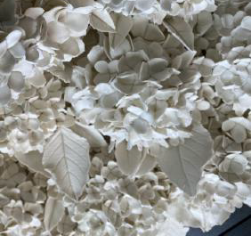 Hortensias d'été