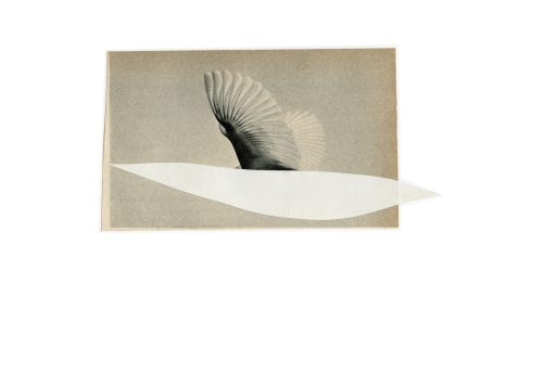 Oiseau 1