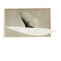 Oiseau 1