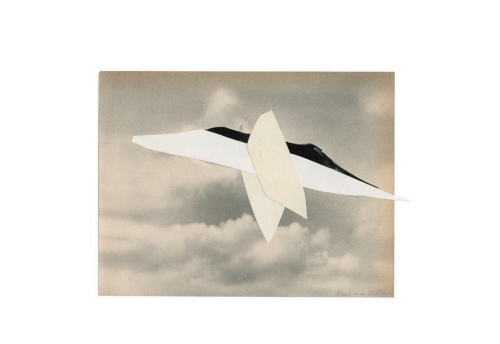 Oiseau 2