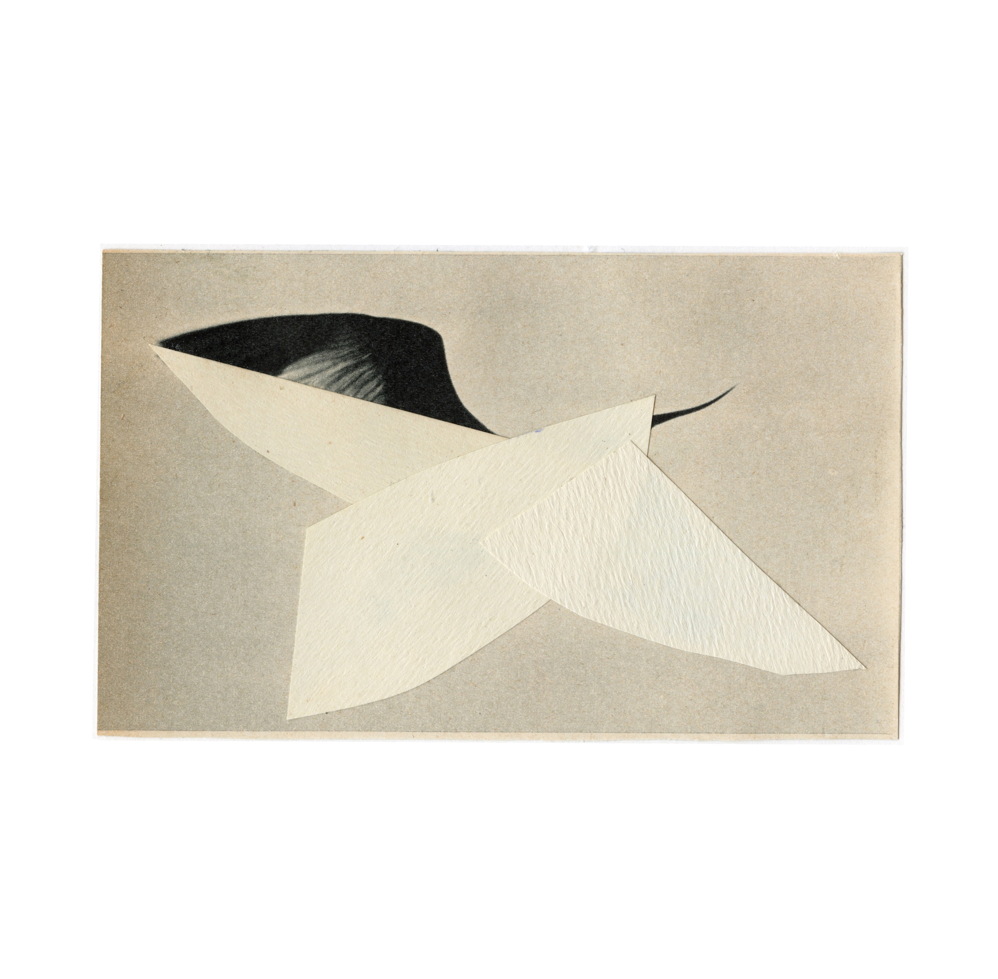 Oiseau 3