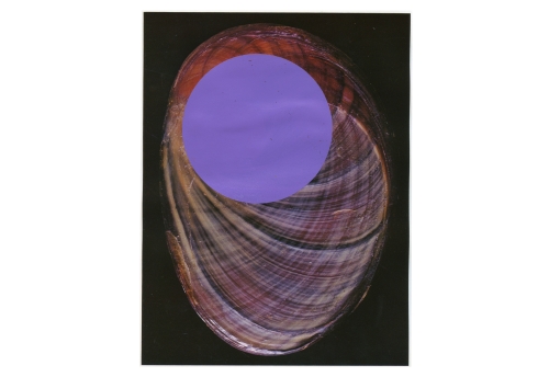 Coquillage violet