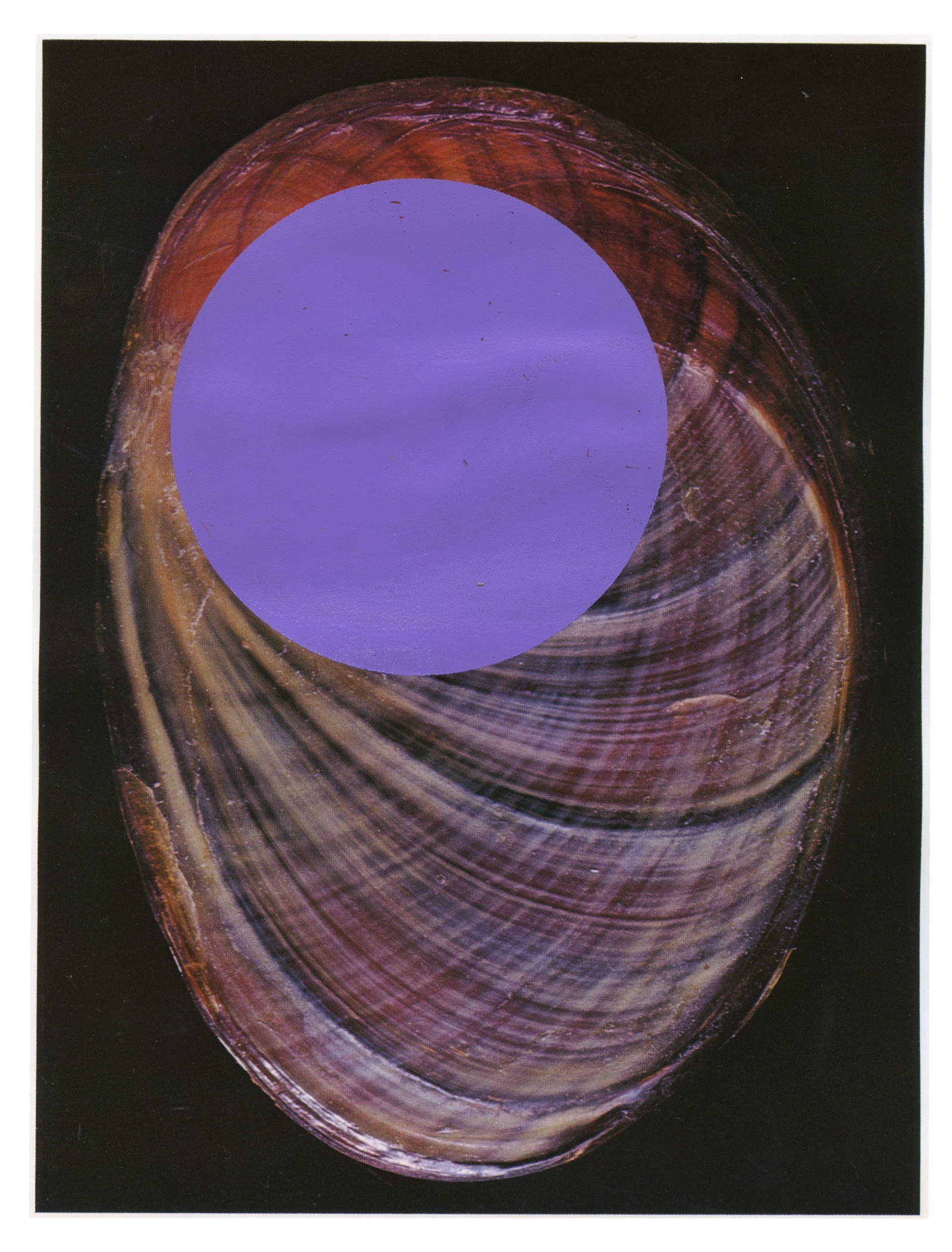 Coquillage violet