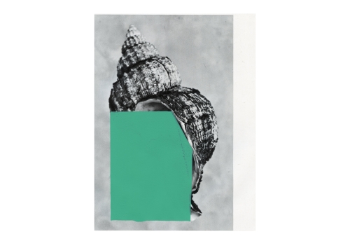 Coquillage 3
