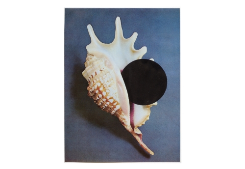 Coquillage main