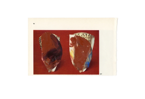 Coquillage 6