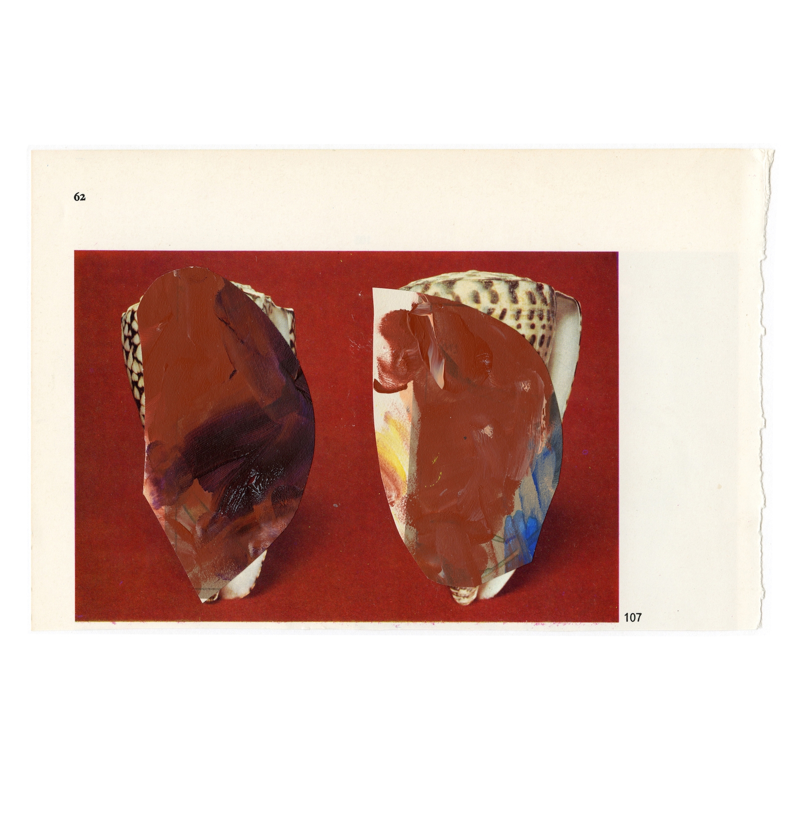Coquillage 6