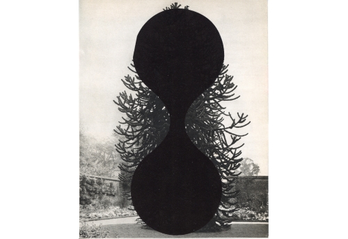 Arbre 1