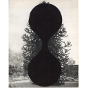 Arbre 1