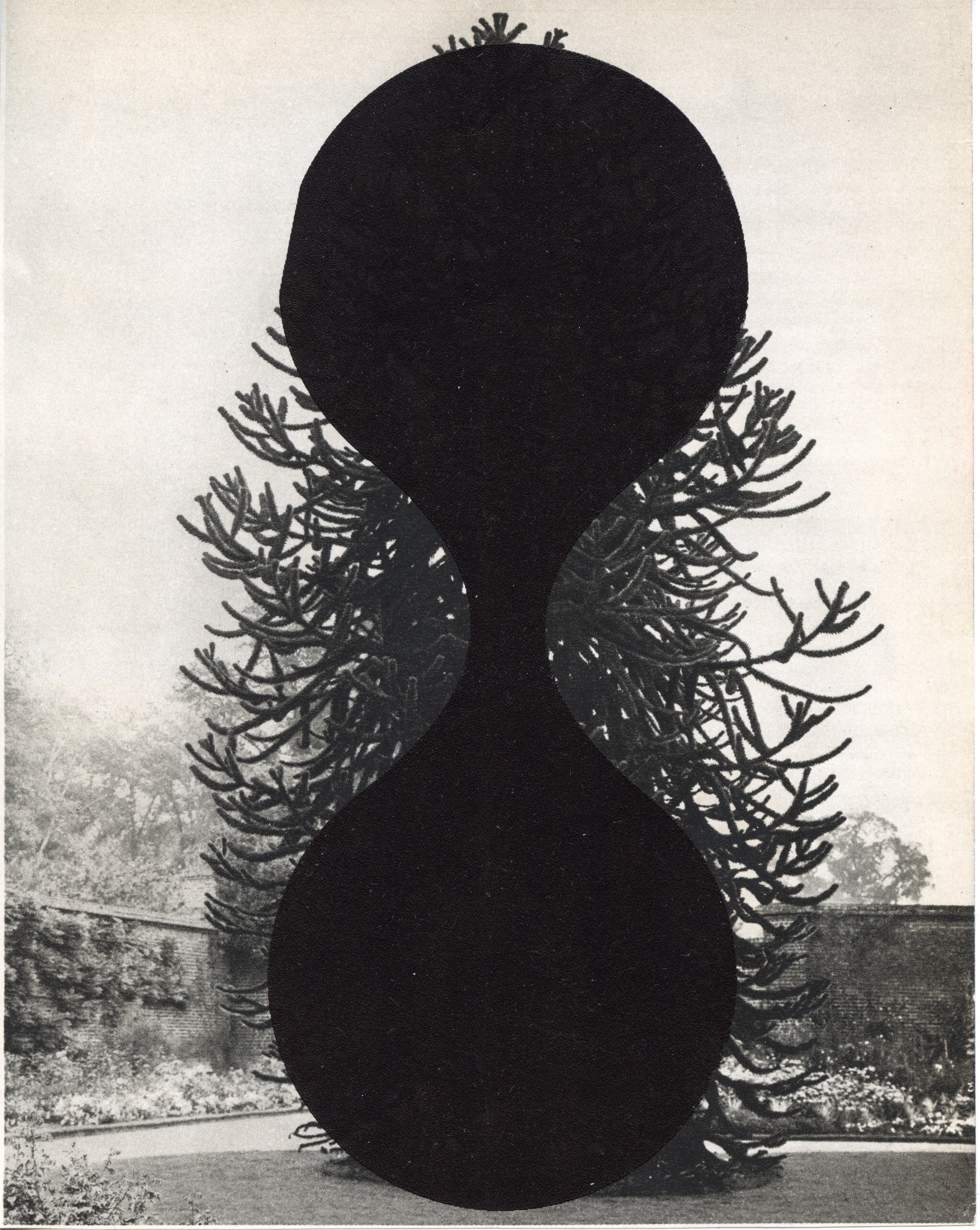 Arbre 1
