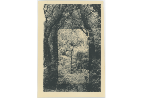 Orée