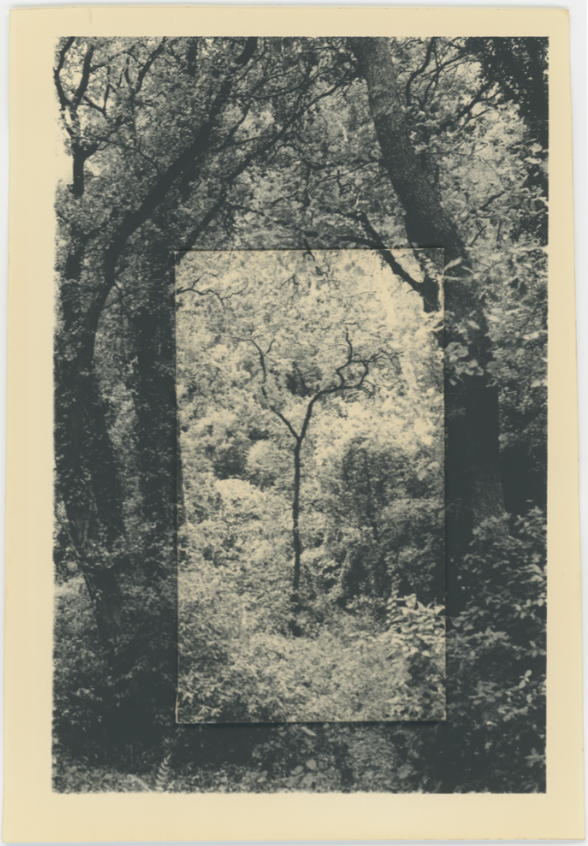 Orée