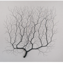 Ciclotrama 247 (After Santiago Ramón y Cajal)