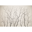 Ciclotrama 247 (After Santiago Ramón y Cajal)