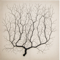 Ciclotrama 247 (After Santiago Ramón y Cajal)