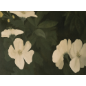 Hidden in Daylight