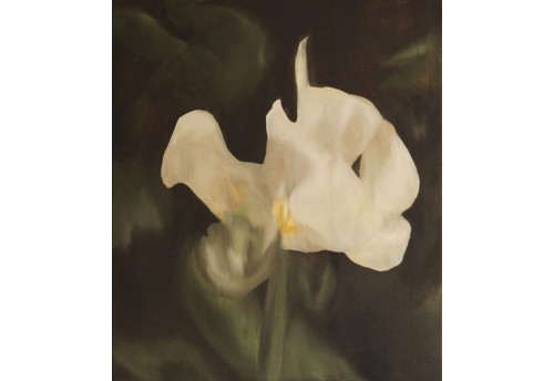 White Iris, a flower of hope