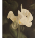 White Iris, a flower of hope