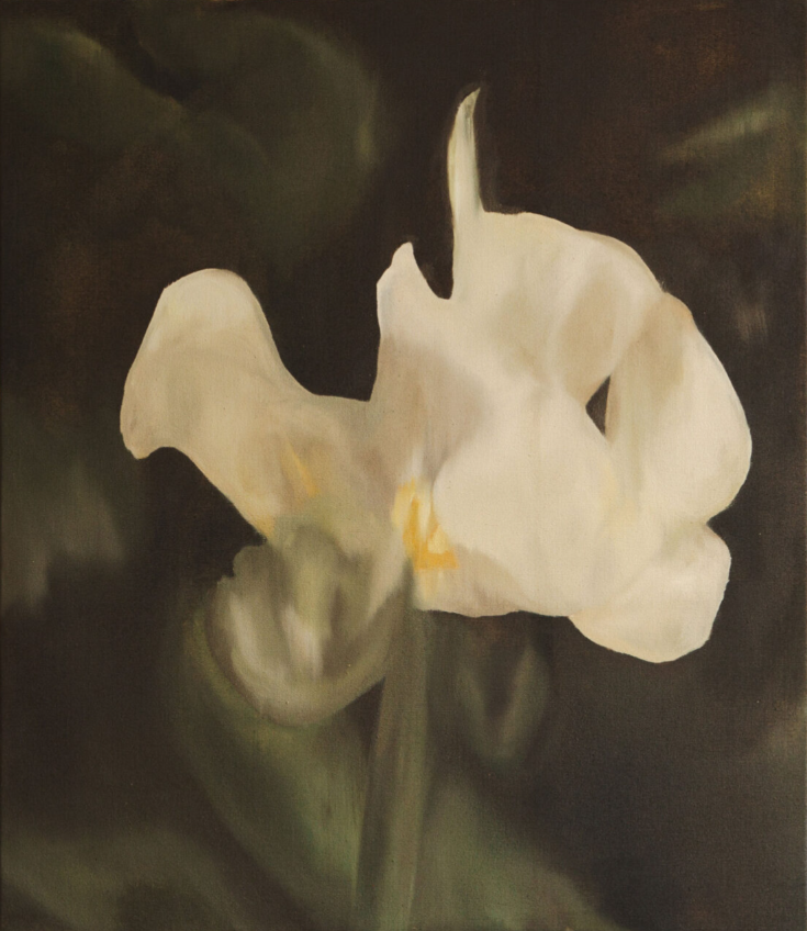 White Iris, a flower of hope