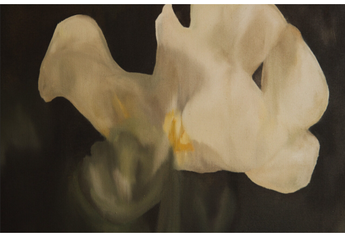 White Iris, a flower of hope