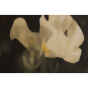 White Iris, a flower of hope