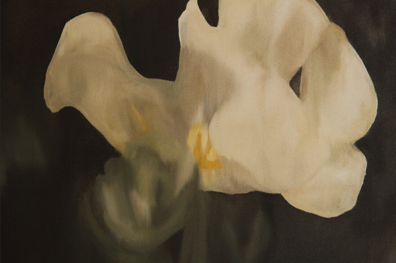 White Iris, a flower of hope