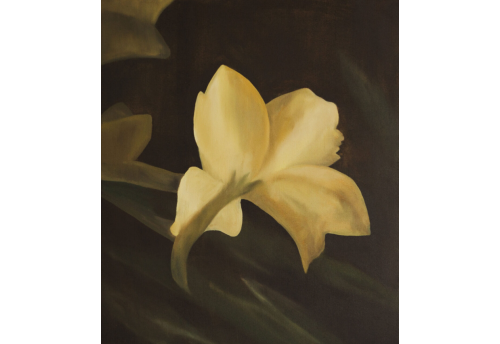 White Iris, a flower of hope