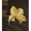 White Iris, a flower of hope