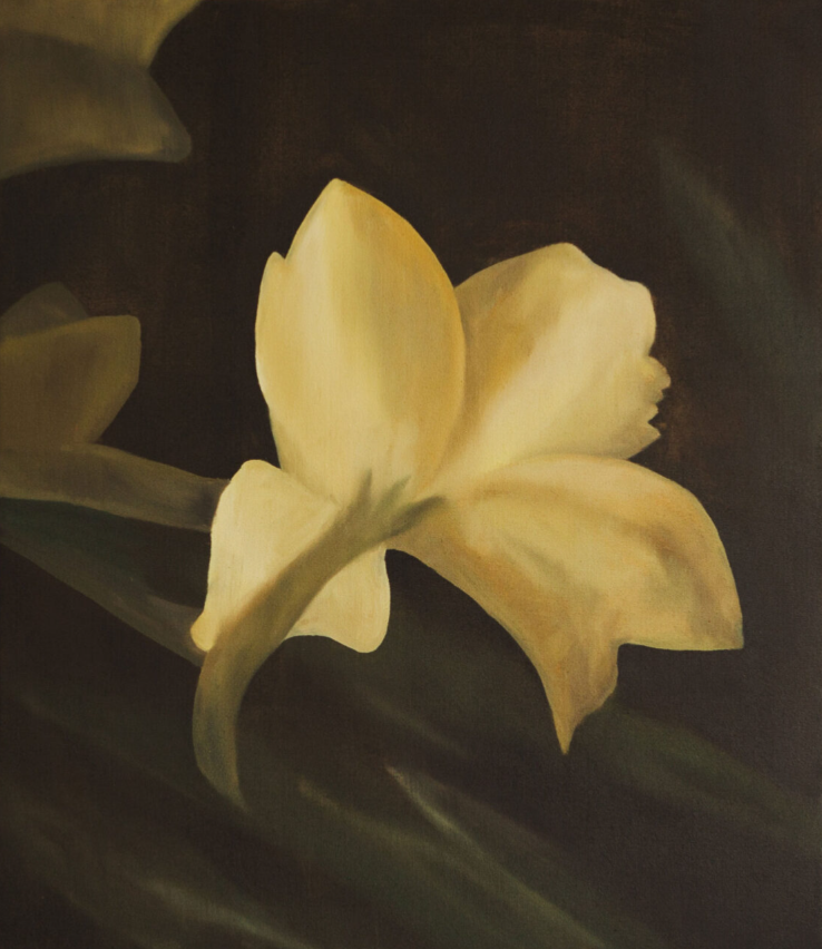 White Iris, a flower of hope