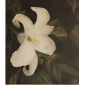 White orchid, a flower of purity