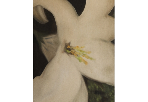 White orchid, a flower of purity