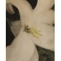 White orchid, a flower of purity