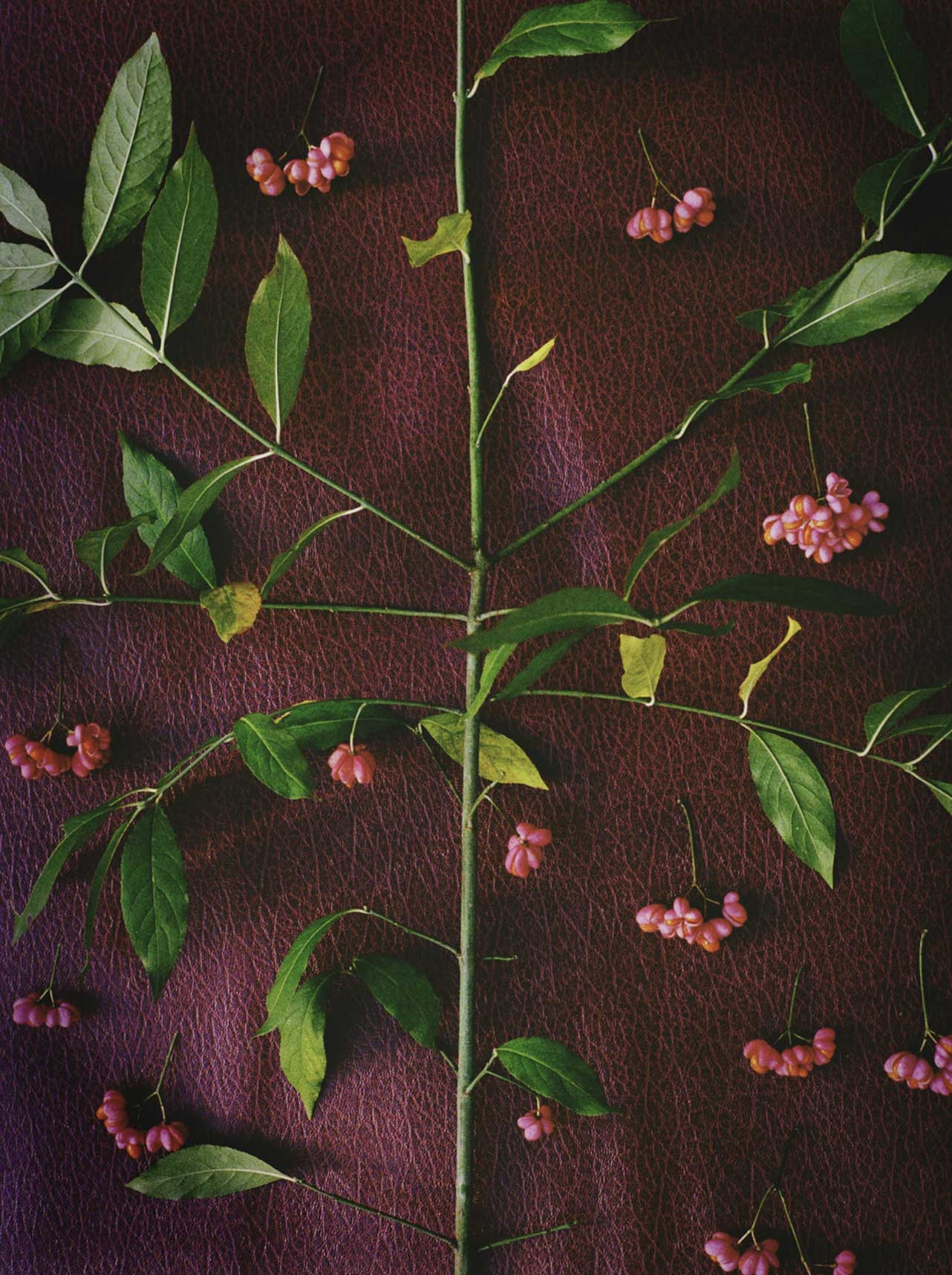 Flore, Fusains