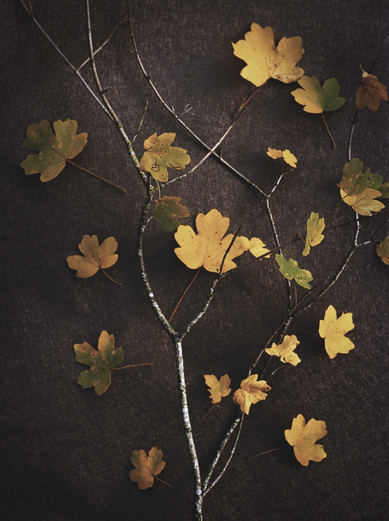 Flore, Feuilles jaunes